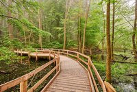 Jungle in the heart of Thuringia – the National Park Hainich.