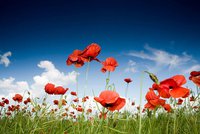 Showing off Apolda’s gardens