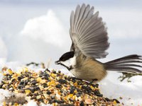 Vogelfutter made in Thüringen.