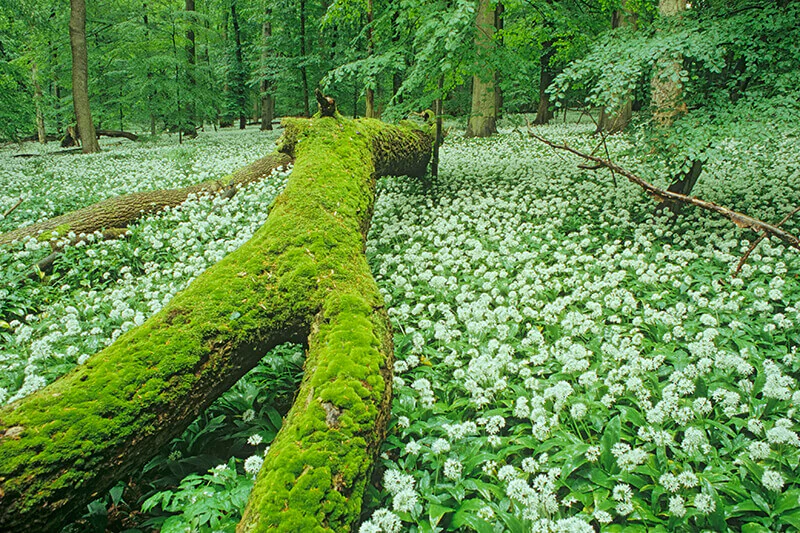 Certification for Hainich National Park Certification for Hainich National Park