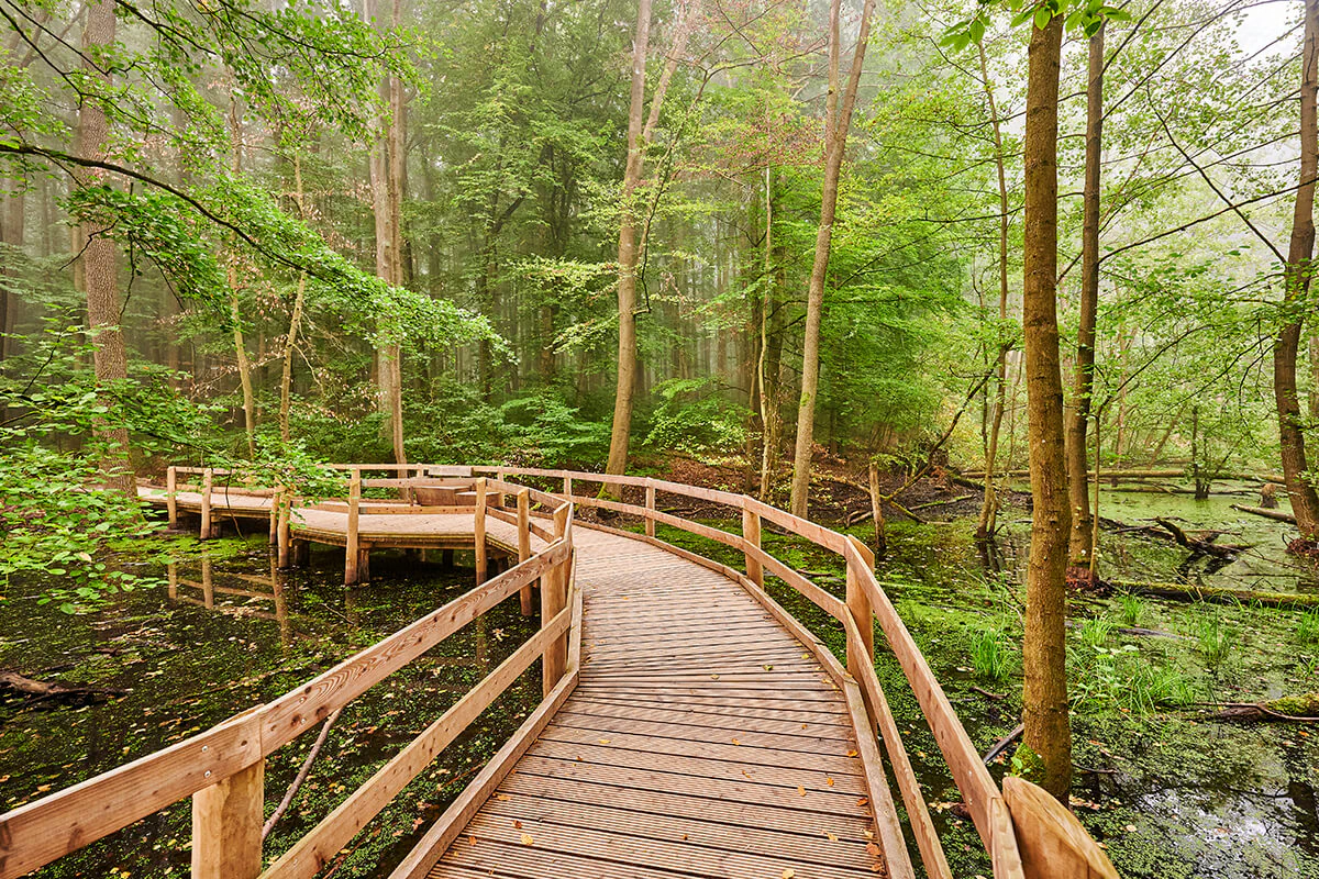 Urwald mitten in Thüringen – der Nationalpark Hainich. | Bild: Thüringer Tourismus GmbH Urwald mitten in Thüringen – der Nationalpark Hainich.