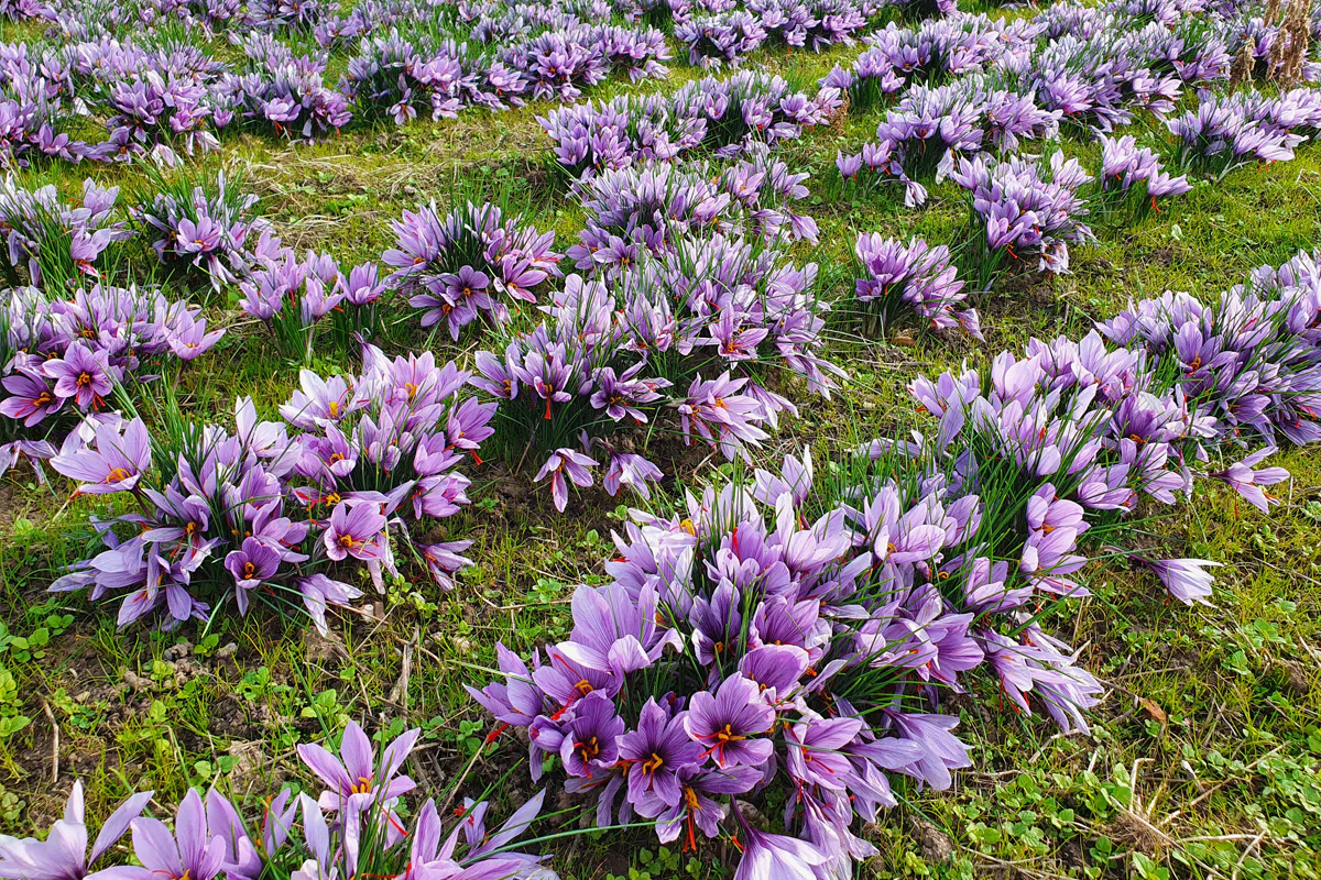 Ein Feld mit Krokusblüten, die die wertvollen Safranfäden enthalten. Ein Feld mit Krokusblüten, die die wertvollen Safranfäden enthalten.