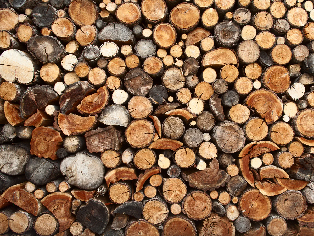 Bildbeschreibung / description: 